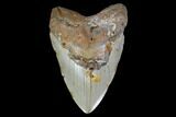 Fossil Megalodon Tooth - North Carolina #119437-1